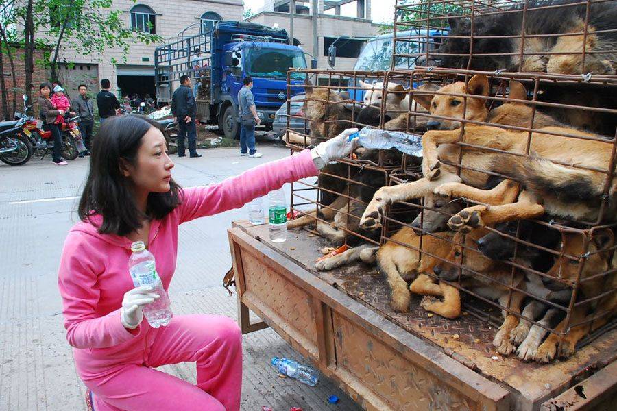 Вся правда о поедании собак в китае и во вьетнаме