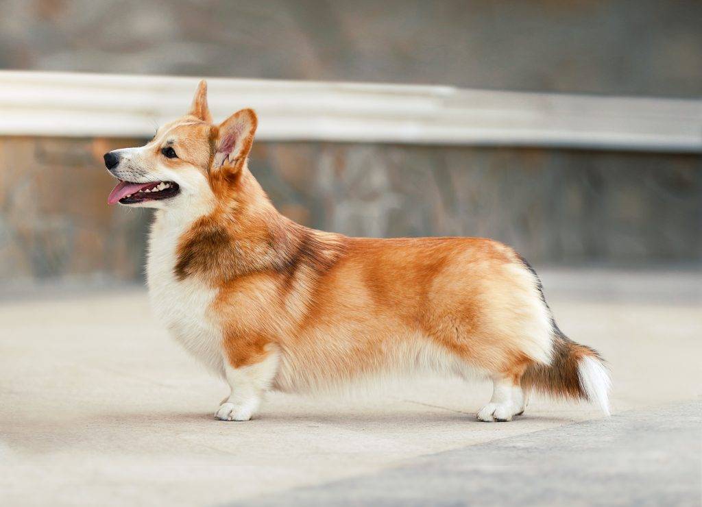 Собака, похожая на лису | порода, рыжая маленькая собака