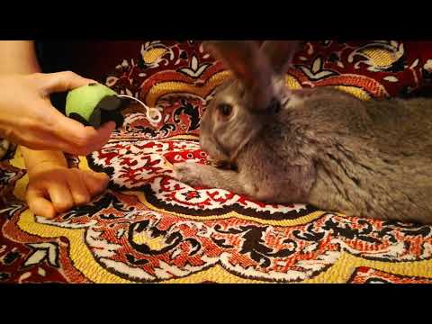 Как дрессировать кролика в домашних условиях и приучить к рукам