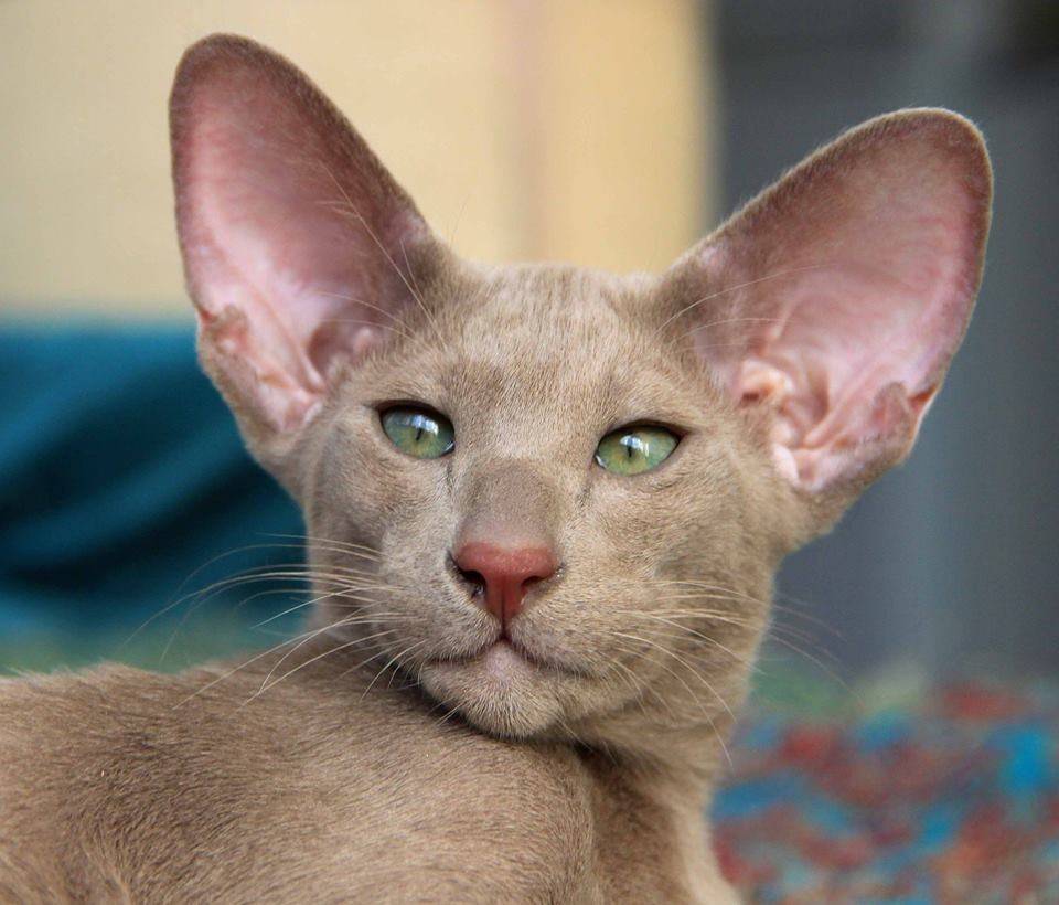Самые привлекательные кошки с большими ушами