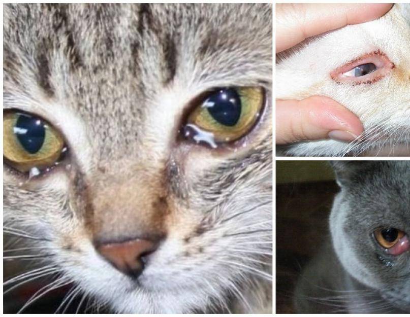 6 причин почему у кошки слезится один глаз