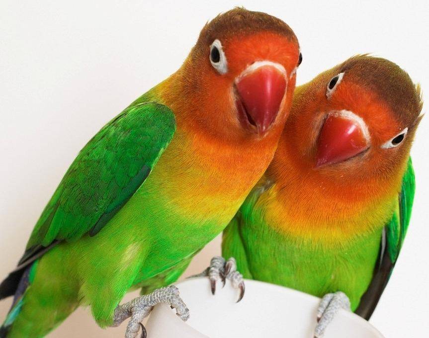 Купальня для волнистых попугаев: как правильно искупать птичку в домашних условиях
