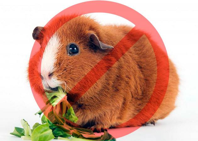 Чем нельзя кормить морскую свинку: список запрещенных продуктов и напитков