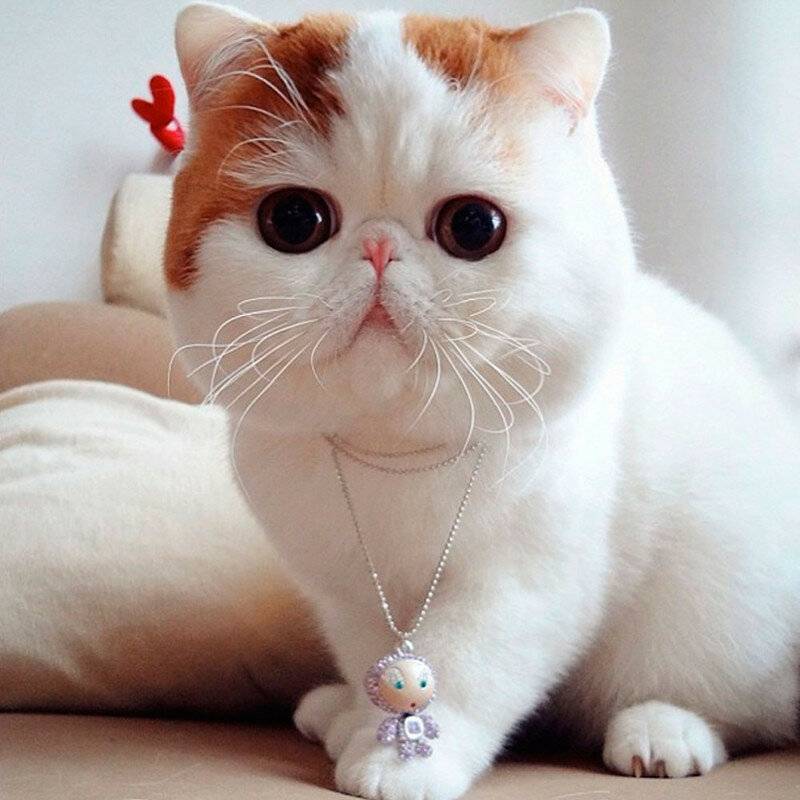 Породы кошек