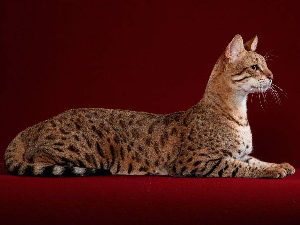 Самые красивые кошки (фото). топ-10 самых красивых кошек мира :: syl.ru