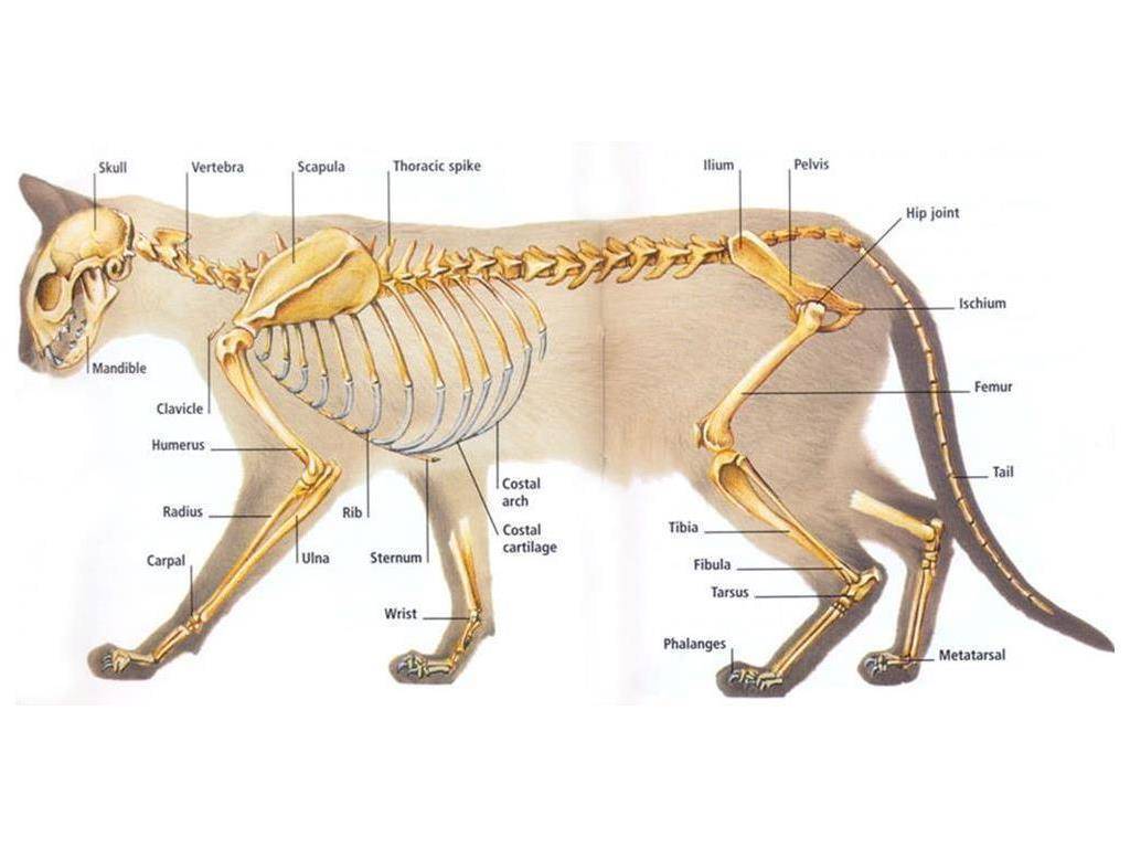 Скелет кошки: подробная анатомия