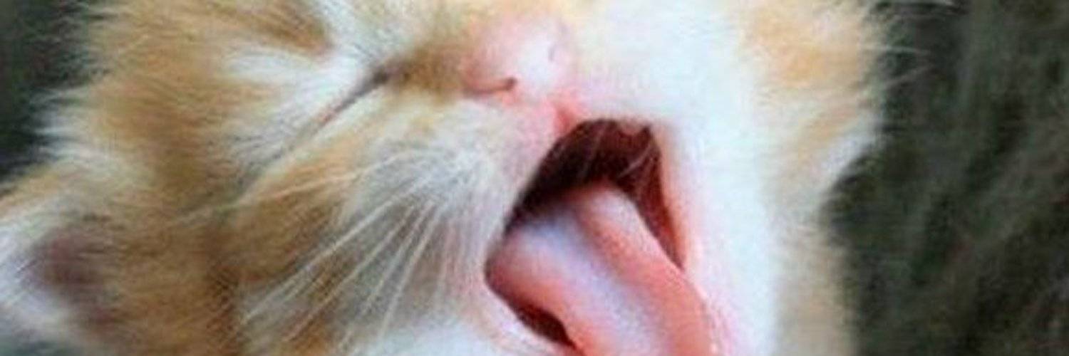 Запах изо рта у кошки: почему из пасти питомца неприятно пахнет и как от этого избавиться?