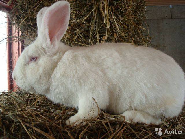Все о породе кролика «белый паннон»