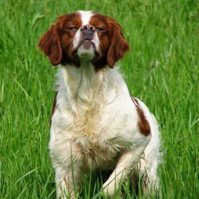 Бретонский эпаньоль – фото собаки, стандарт породы, цена щенка