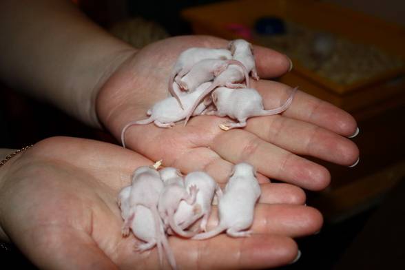 Сколько длится беременность у крыс, как рожают и в каком возрасте беременнеют