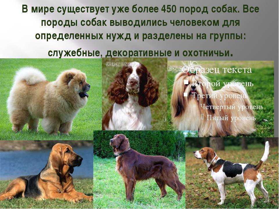 Охотничьи собаки – породы с фото и описанием: топ-27