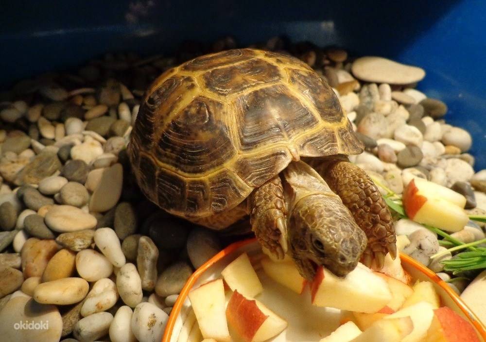Содержание сухопутной черепахи в домашних условиях и уход за ней