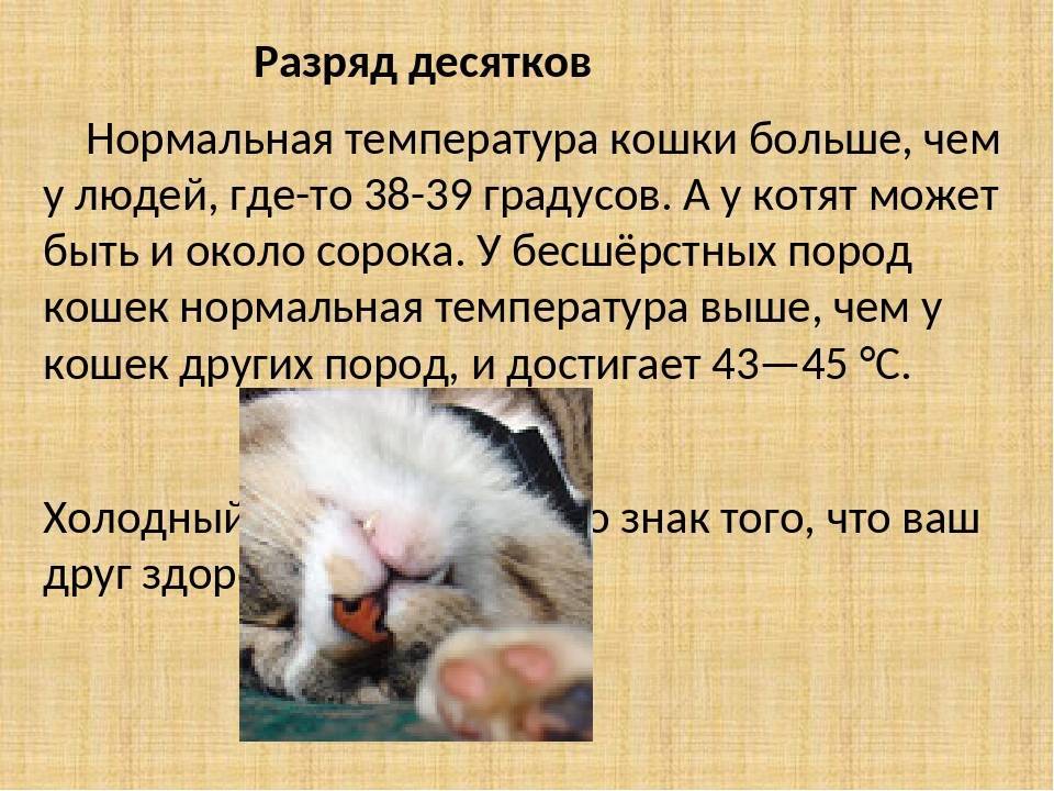 Нормальная температура тела у кошек