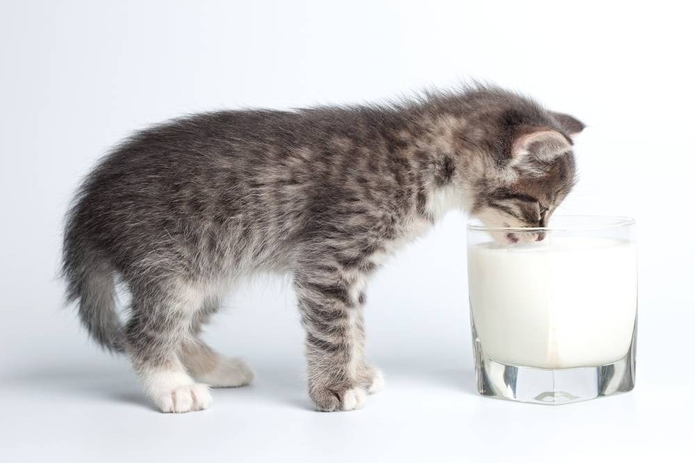 Питание при взк: можно ли пить молоко, кофе и алкоголь?