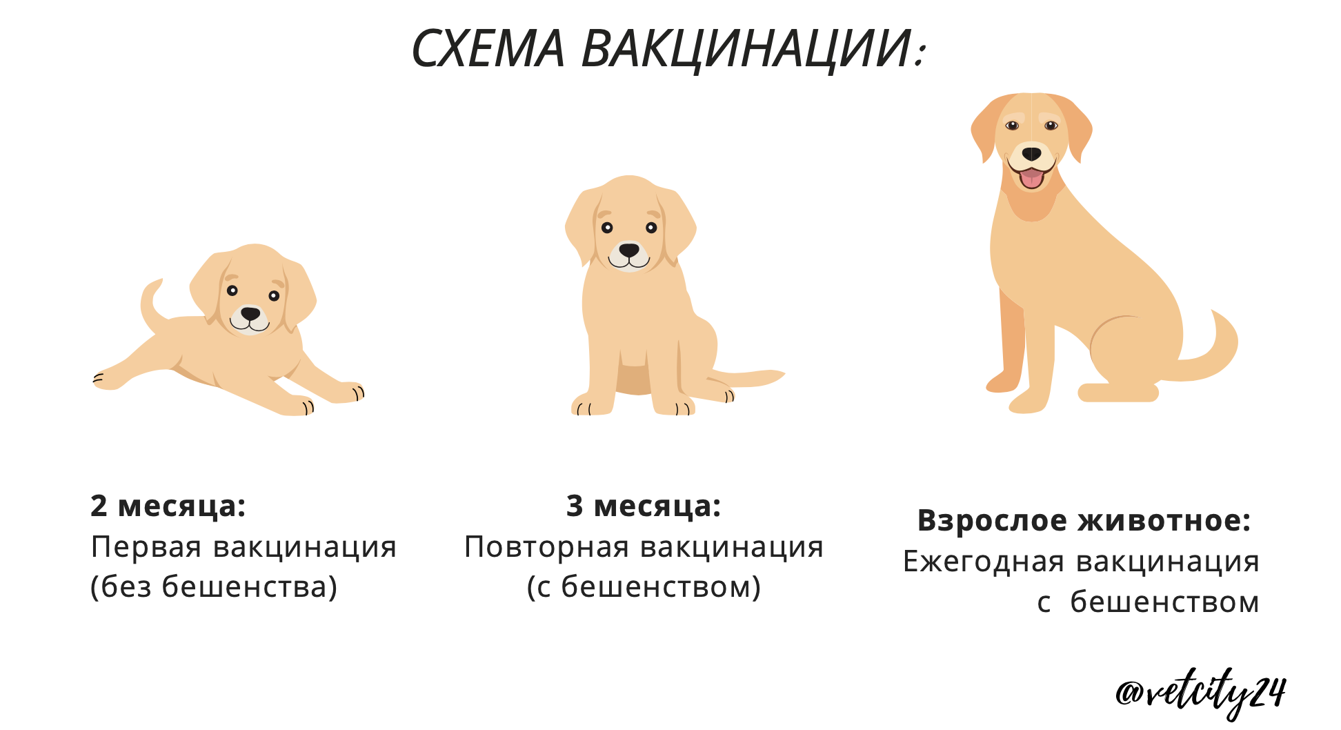 Вакцинация (прививки) собакам и щенкам в россии