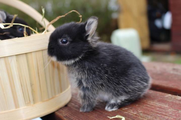 Декоративный кролик: описание породы, уход и содержание