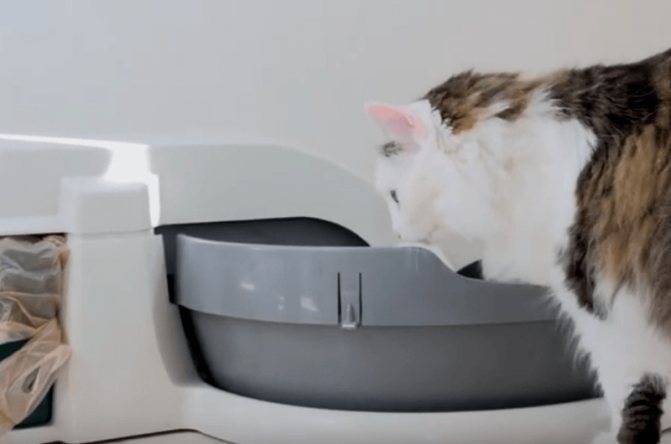Автоматический туалет для кошек: описание работы, как выбрать