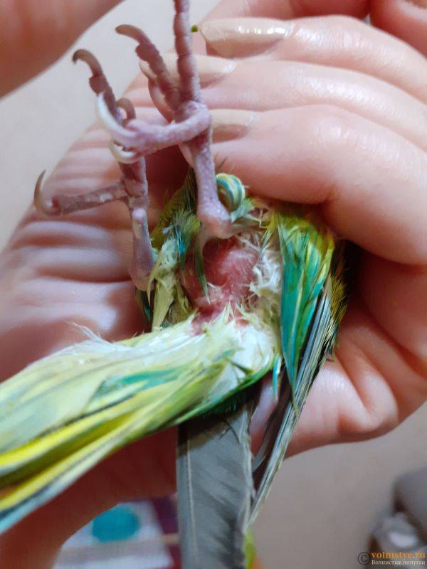 После покупки попугай не ест и не пьет: адаптация волнистого попугая