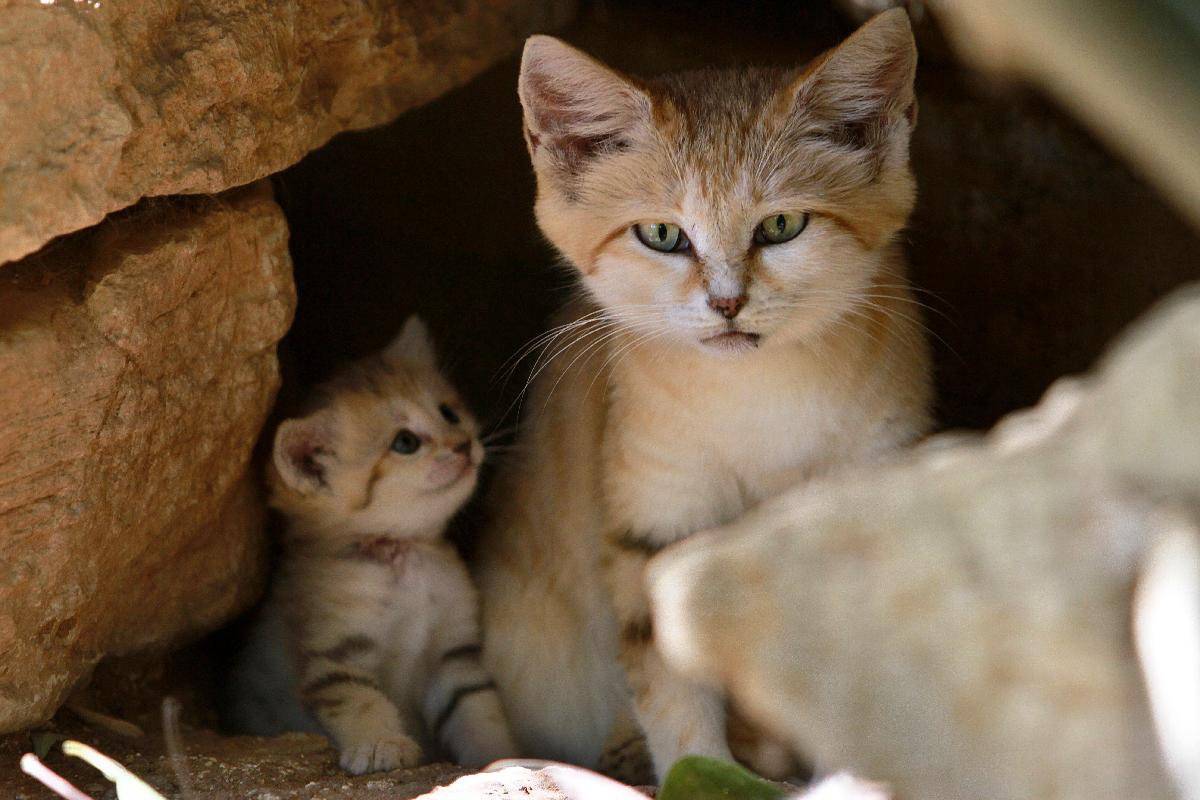 Барханный кот (арабская песчаная кошка): 73 фото, описание, окрас, характер