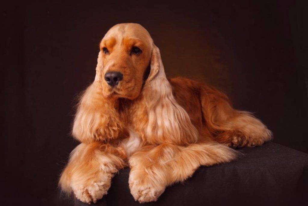 Кокер-спаниель: как выглядит английский питомец на фото, характеристика породы и описание, а также сколько живут собаки