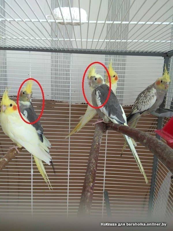 Как определить пол кореллы, узнать пол попугая очень просто