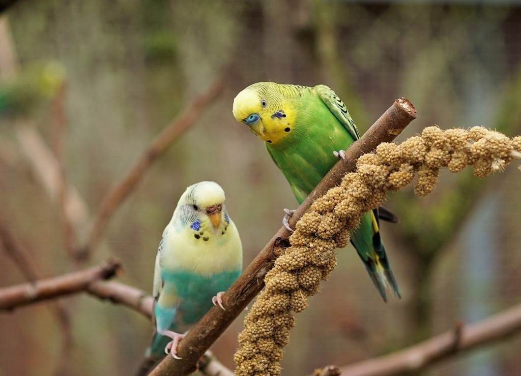 Волнистые попугаи - описание, содержание, уход и фото