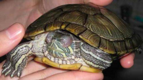 Красноухие черепахи издают звуки