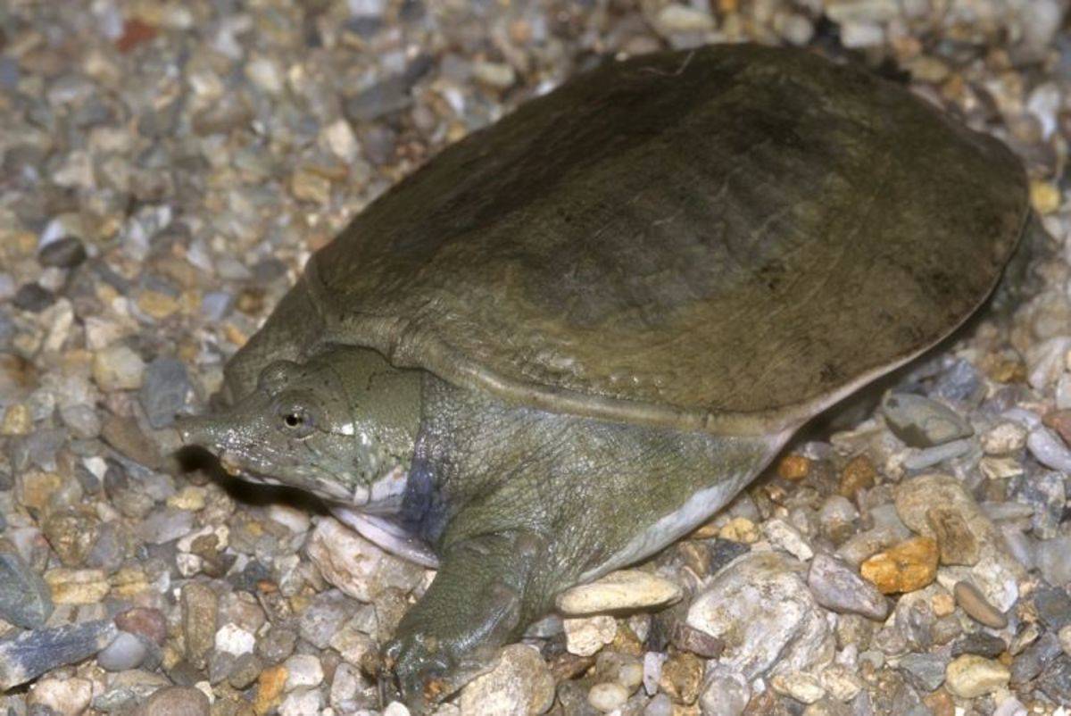 Китайский трионикс — дальневосточная черепаха: описание, особенности содержания в домашних условиях