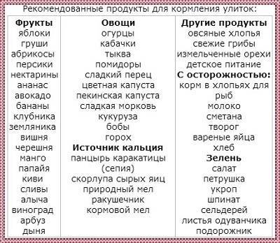 Чем кормить домашнюю декоративную крысу: чем питается и что из еды любит больше всего - kotiko.ru