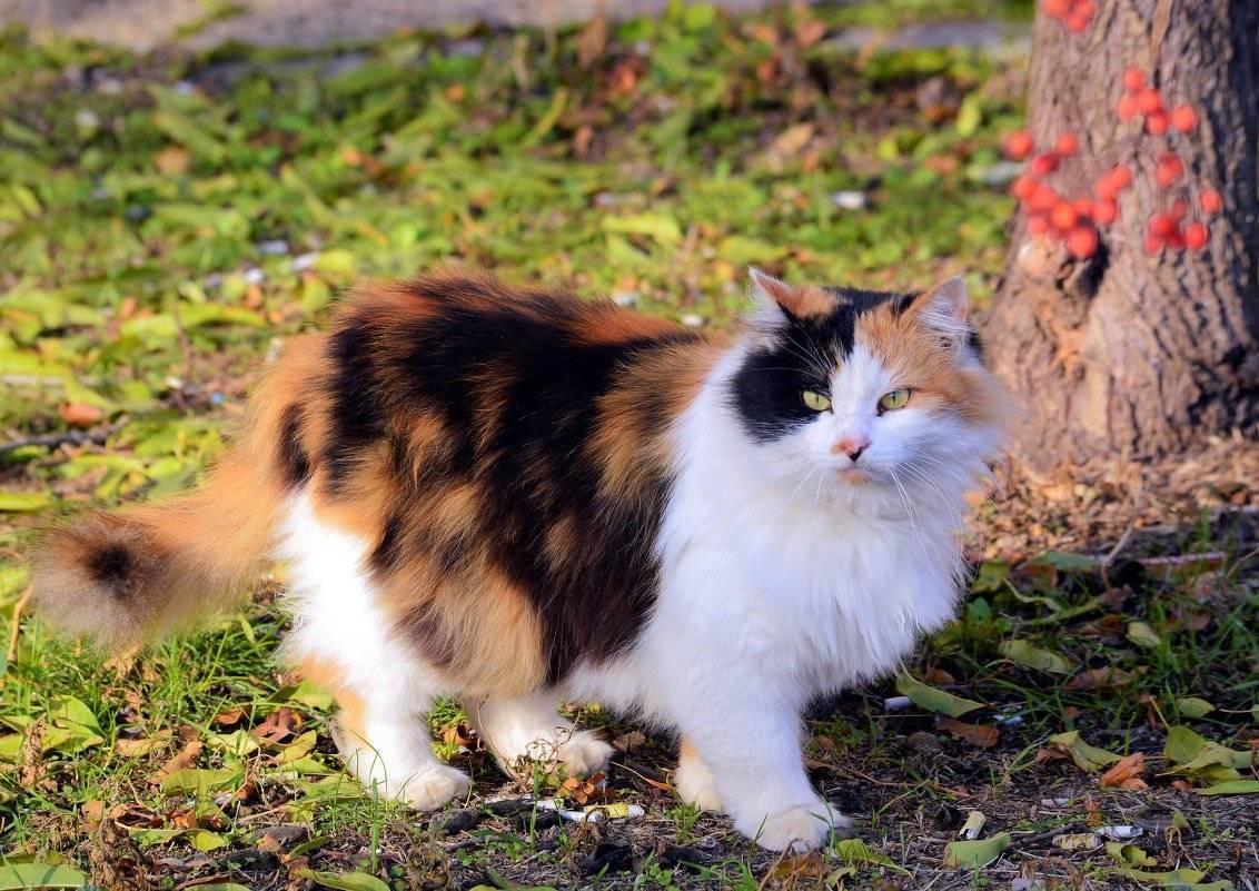 Трехцветная кошка в доме: приметы, народные поверья, что делать, если нашли черепахового котенка