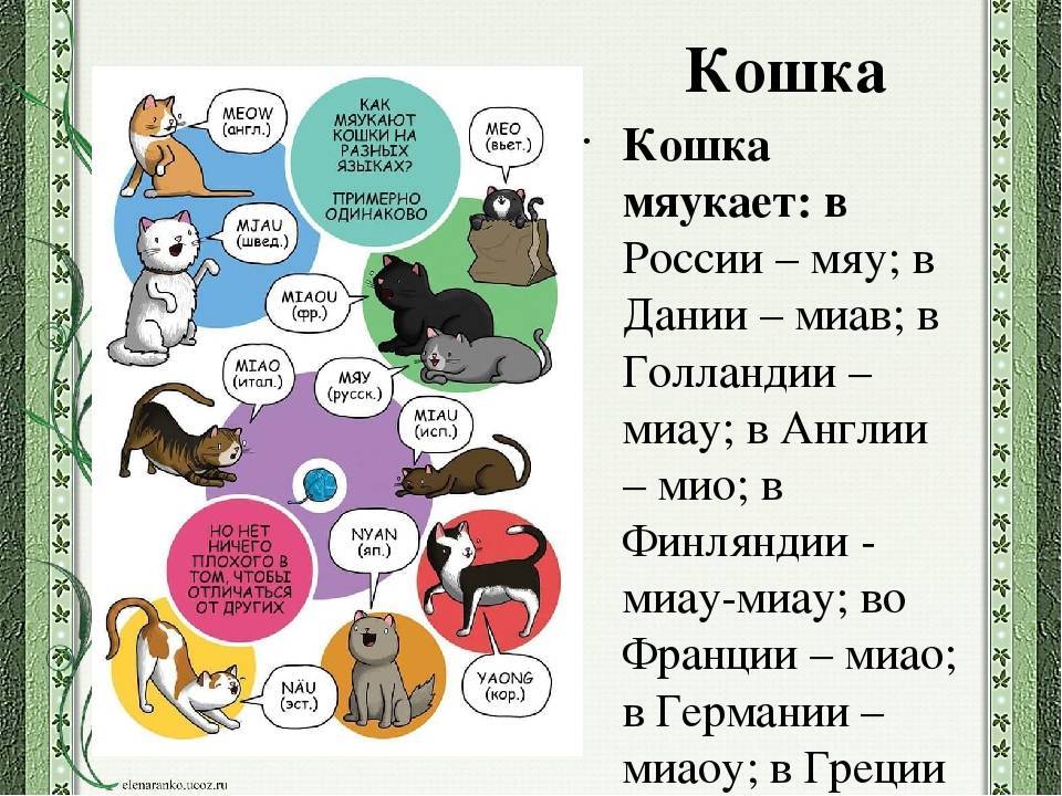 Как понять кошачий язык? :: syl.ru