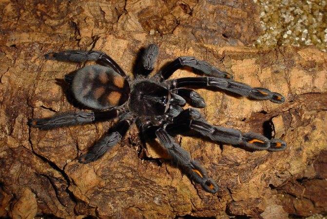 Топ-10 самых больших пауков в мире