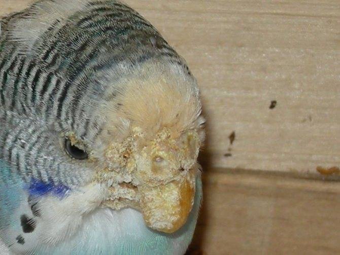 Почему попугай сидит на дне клетки нахохлившись, с закрытыми глазами