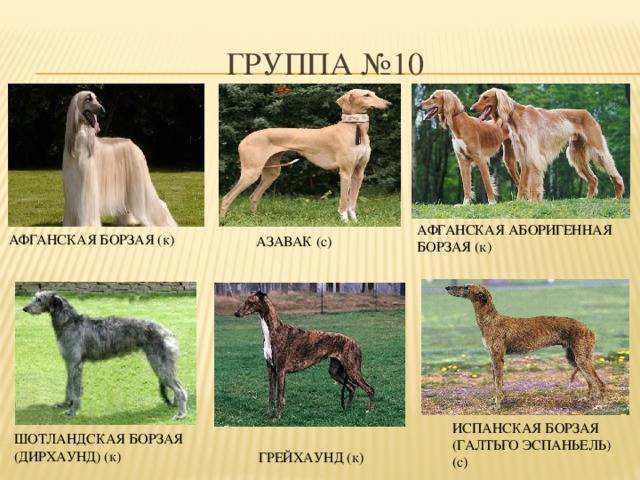 Аборигенные породы собак: список, группы, особенности и основные характеристики