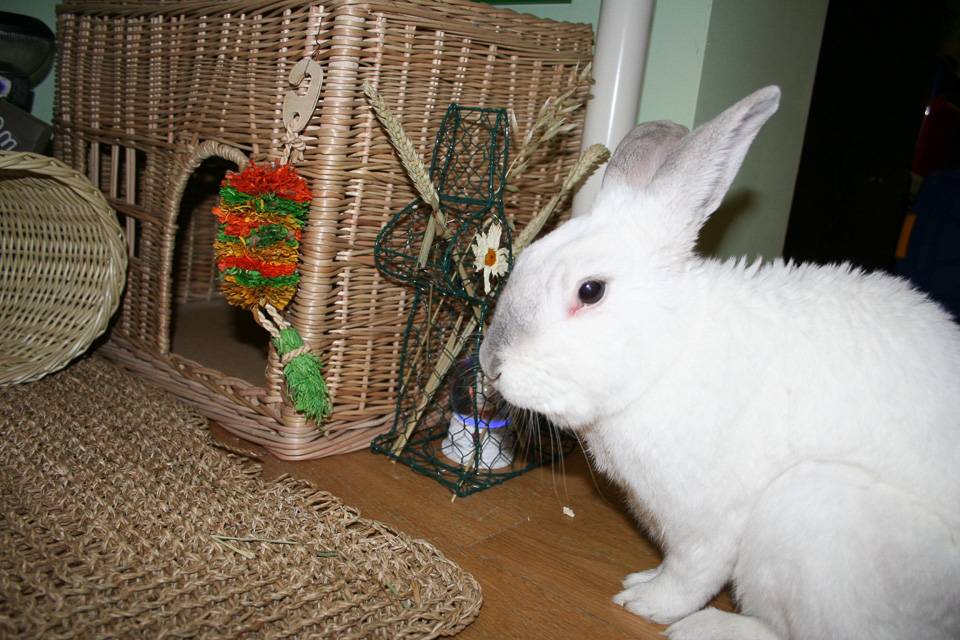 Декоративные кролики — уход и содержание в домашних условиях