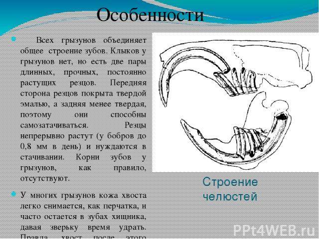 Какую особенность имеют резцы у грызунов