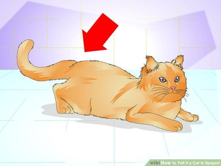 Кошка просит кота: как успокоить кошку