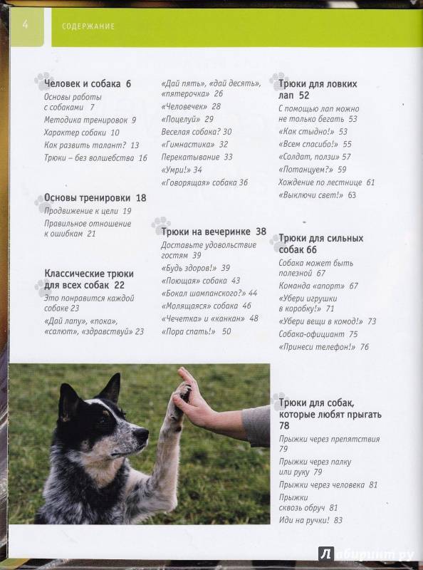 Список команд для собак и как им обучить питомца
