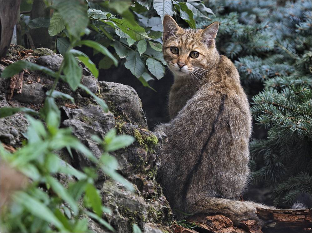Ржавая кошка: описание внешности, характер, среда обитания и образ жизни, фото