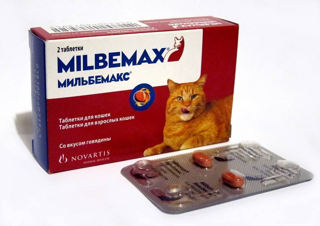 Таблетки от глистов для кошек: названия, отзывы и цены