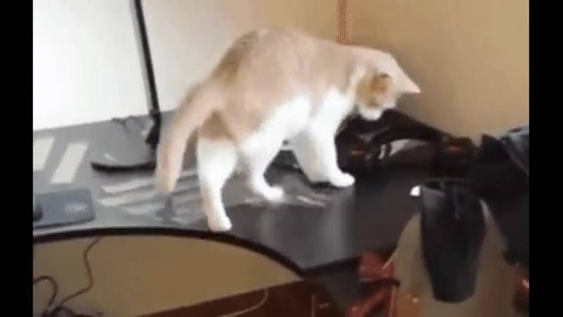 Как отучить кошку прыгать на стол