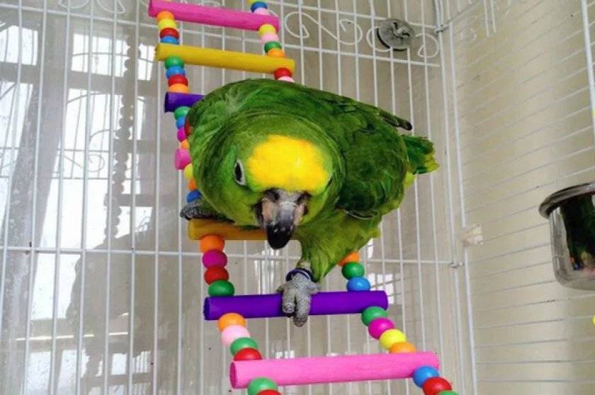 Разведение попугаев как идея для домашнего бизнеса – лайфхакер