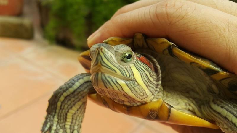 Почему красноухая черепаха не ест