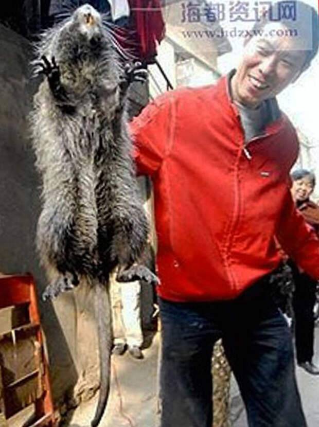 Самая большая крыса в мире - фото, максимальный размер и описание