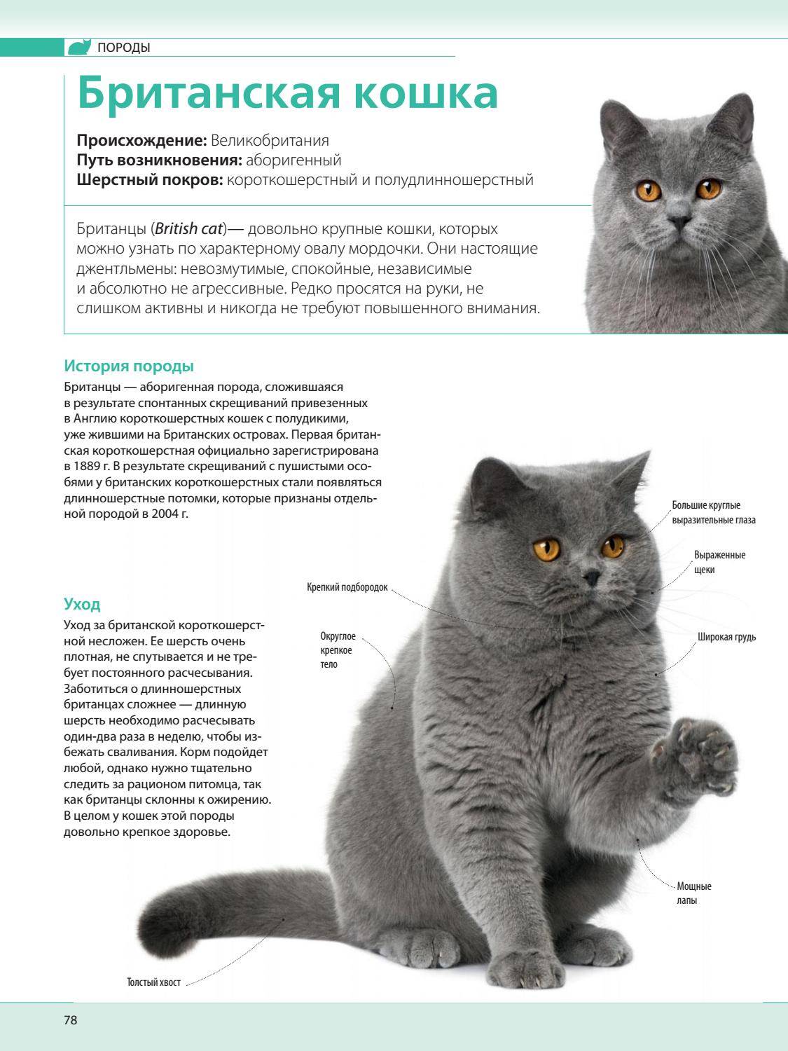 Вислоухая британская кошка, описание породы и характера