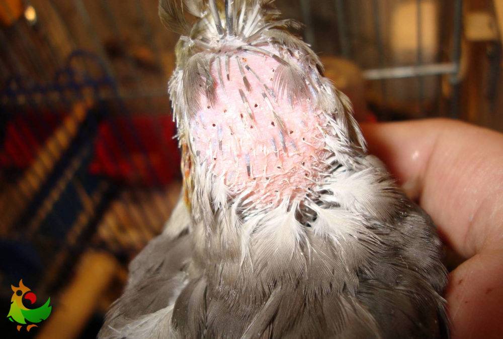 Линька у волнистых попугаев (19 фото): что делать, когда они начинают линять? симптомы французской линьки. сколько времени длится первая линька?