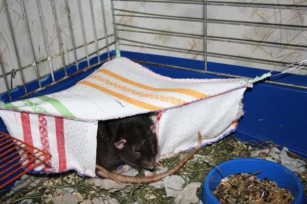 Сколько часов спят домашние крысы в сутки