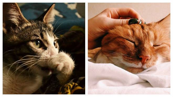 Насморк (ринит) у кошек - лечение в домашних условиях