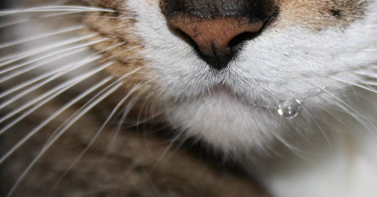 У кота текут слюни изо рта: причины, что делать? почему у кота текут слюни, когда гладишь?