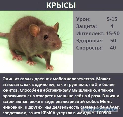 Кто умнее – человек или крыса: удивительные факты о грызунах